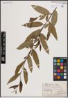 Foto von Salix excelsa S. G. Gmel.